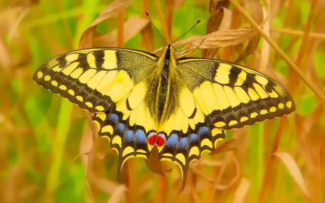 close-up photo of yellow and black moth on brown leaf